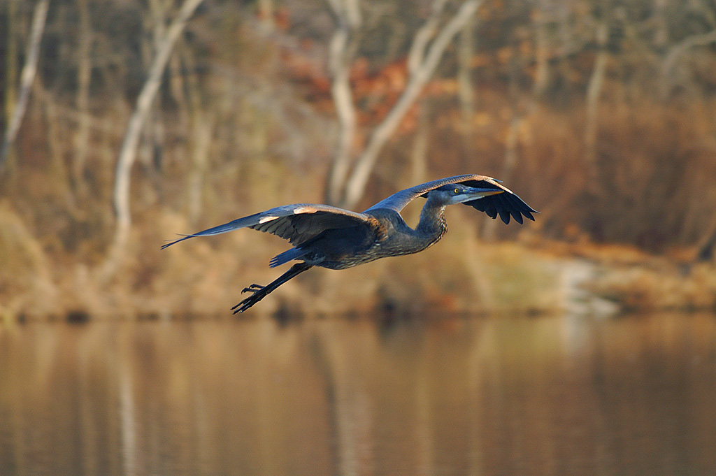 Great Blue Heron in flight