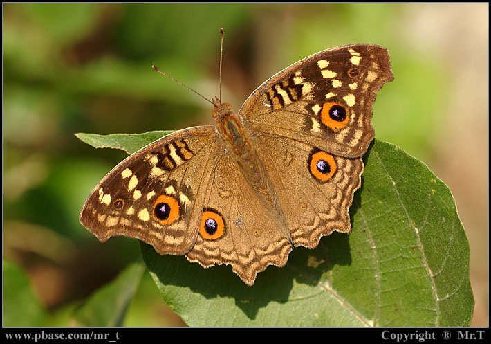 D潺 Lemon Pansy (Junonia lemonias)