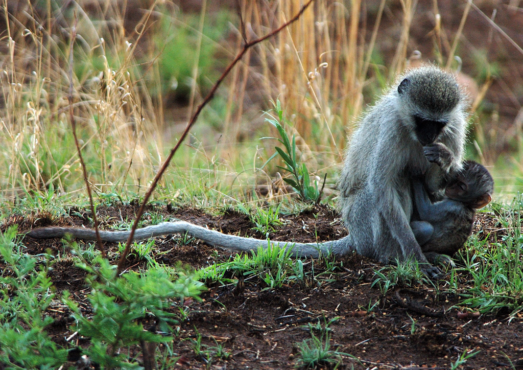 Mother & Baby