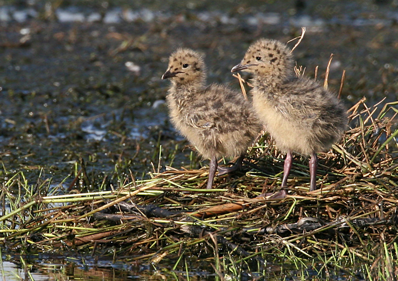 Juvenile Grey-headed Gulls