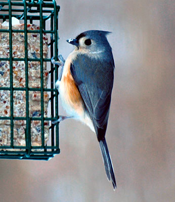 birds_2