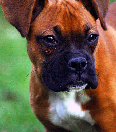 Sissy-3-months-old-005-copy.jpg