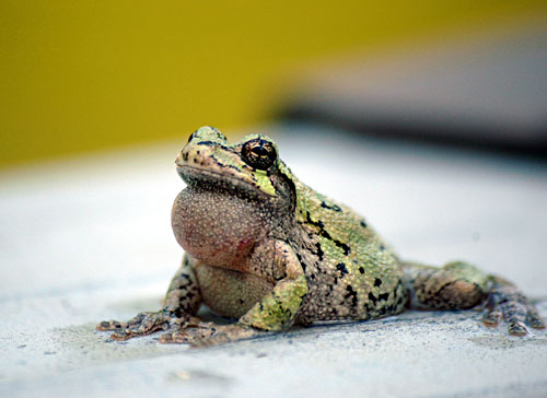 Tree-Frog-022-copy.jpg