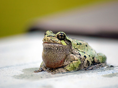 Tree-Frog-044-copy.jpg