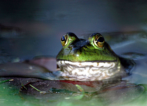 big frog