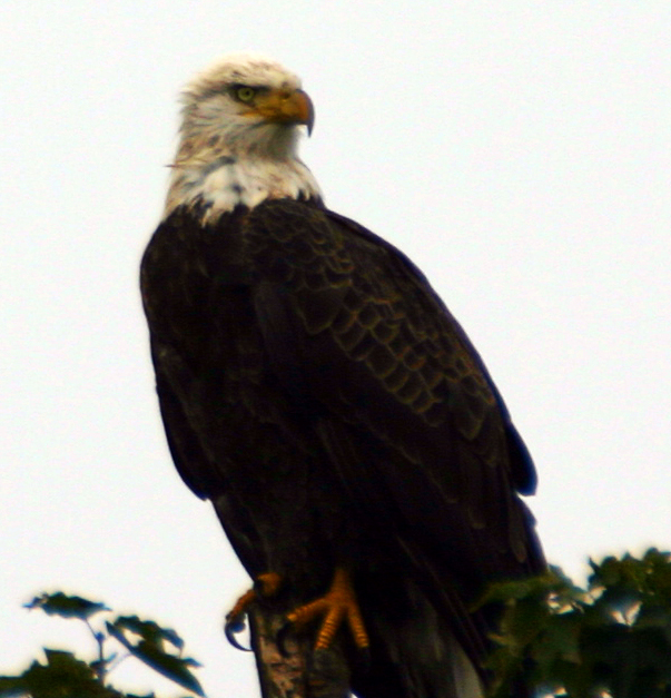 Eagle