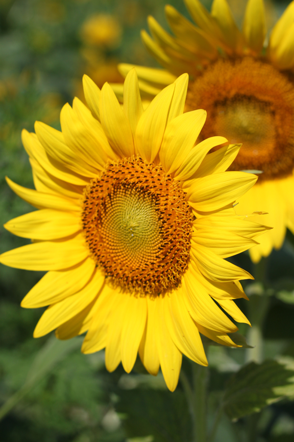 sunflower1.jpg