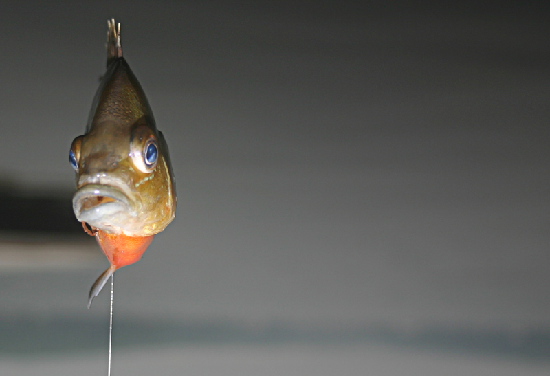 fish.jpg