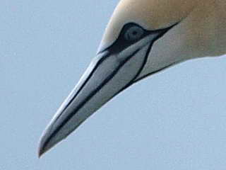 Northern Gannet