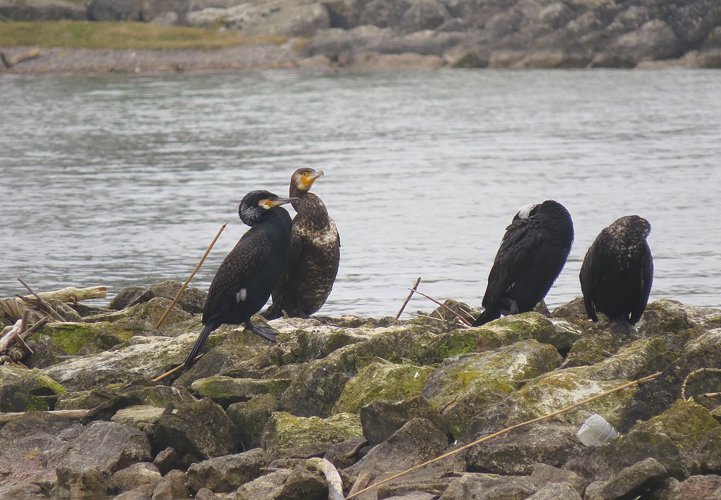 Grand Cormoran | Phalacrocorax carbo | 
