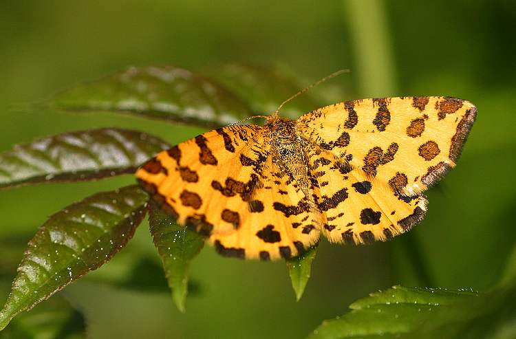 Htrocre, Geometridae Ennominae