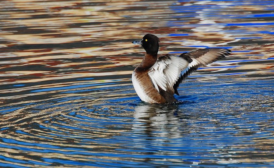 Fuligule morillon (Aythya fuligula) Tufted duck