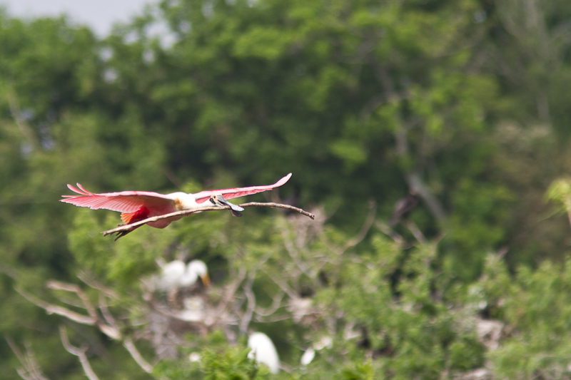 Spoonbill with nesting material