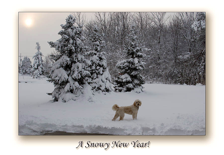 A snowy New Year!