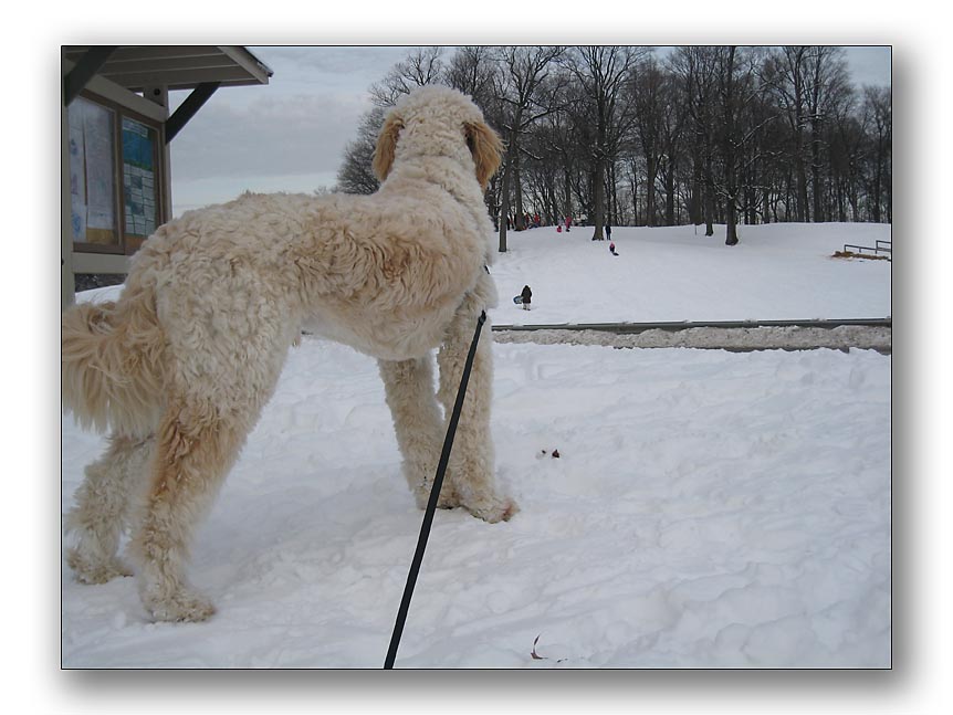 Watching sledding