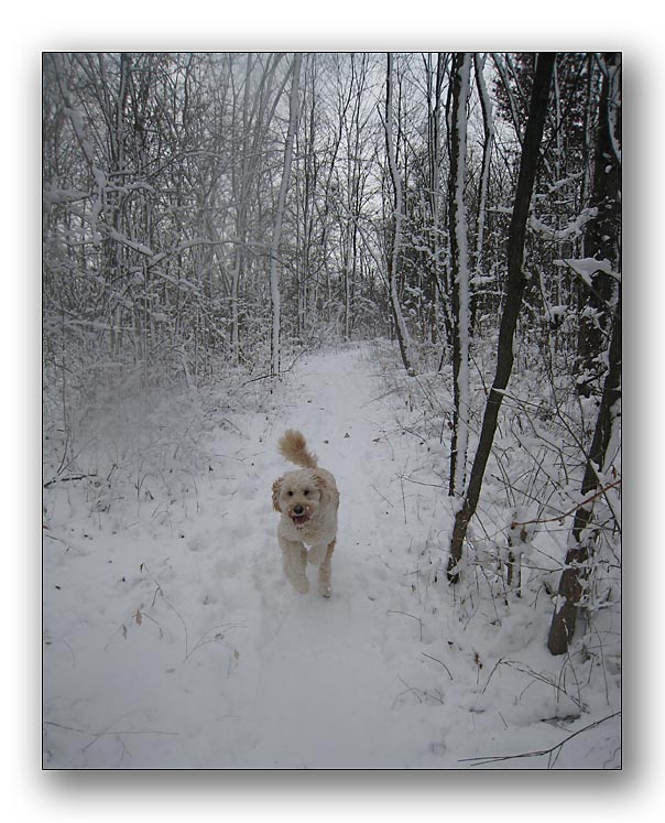 A run in the snow