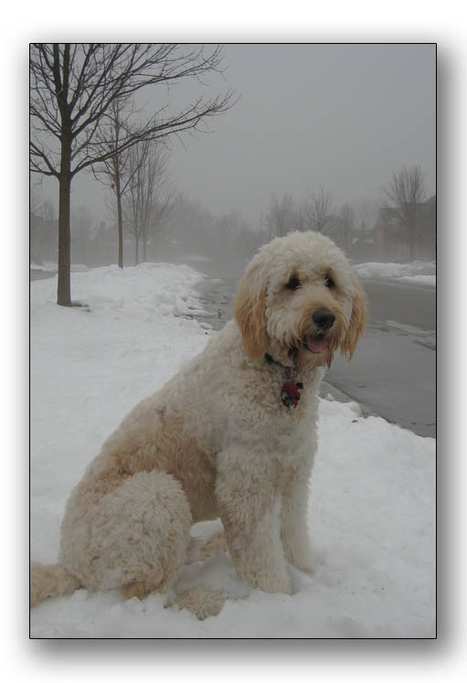 Foggy doggy