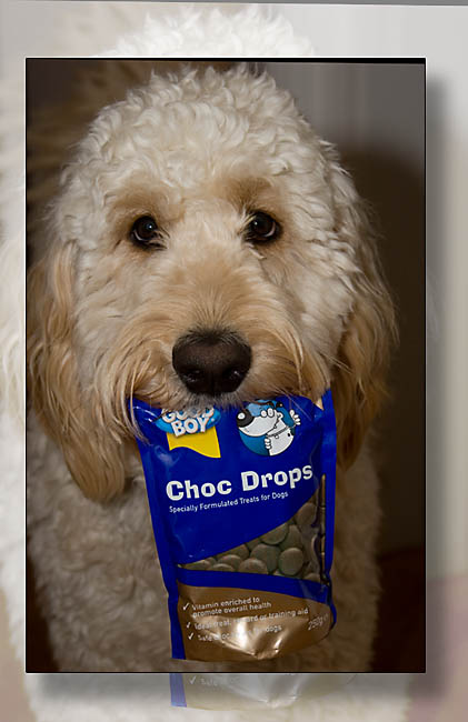 Doggy Choccies