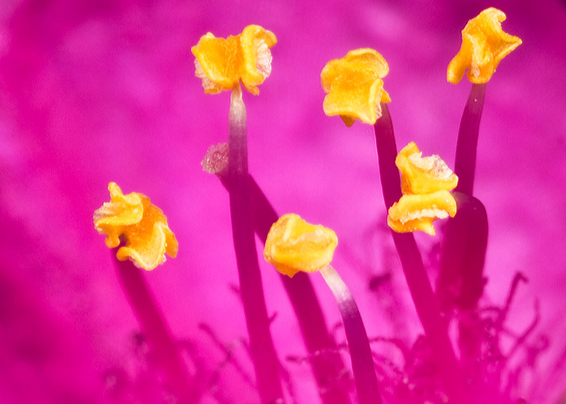 Pink Tradescantia