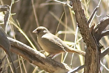 ArizonaEaster053.jpg