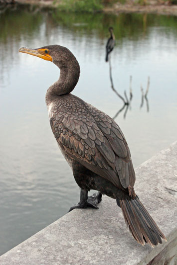 6567 Double-Crested Cormorant