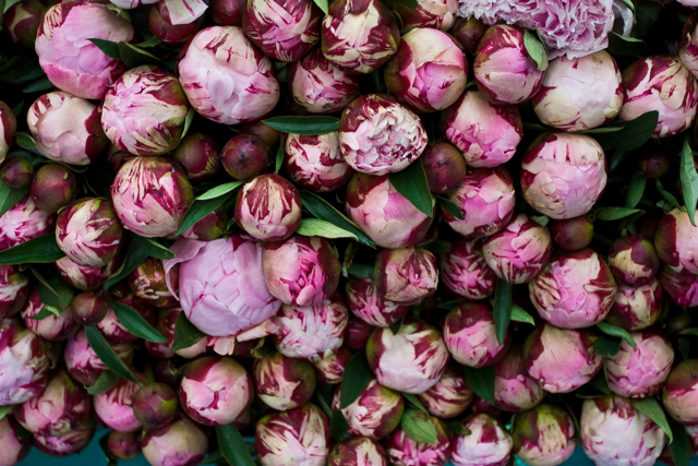 peonies