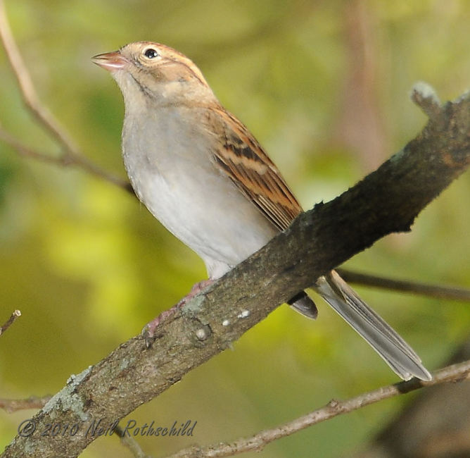 Chipping Sparrow DSCN_216456.JPG