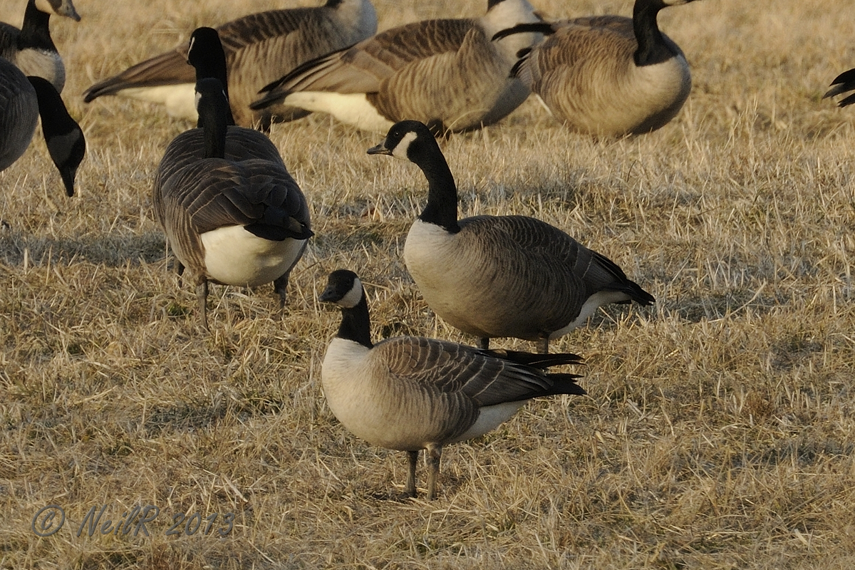 Cackling Goose DSCN_301642.JPG