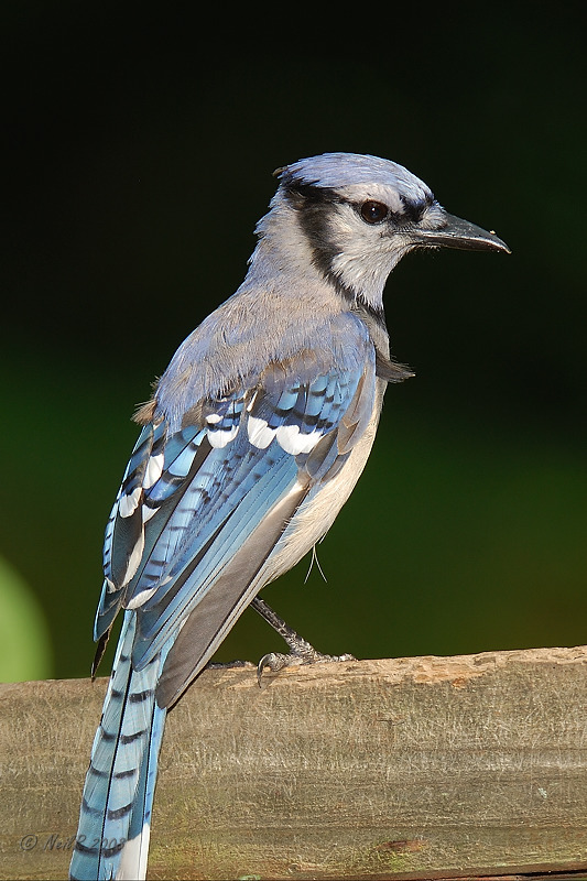 Blue Jay DSCN_118813.JPG