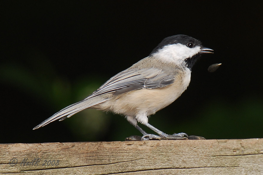 Chickadee, Carolina DSCN_119377.JPG