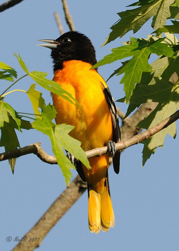 Oriole, Baltimore DSCN_233626.JPG