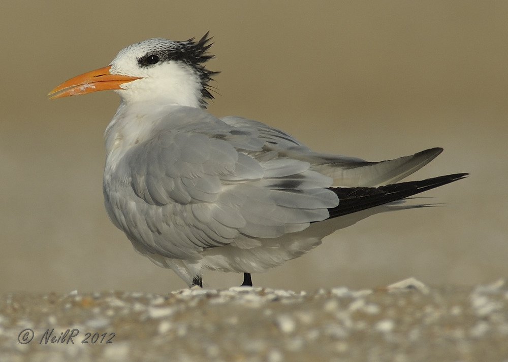 Tern, Royal DSCN_283334.JPG