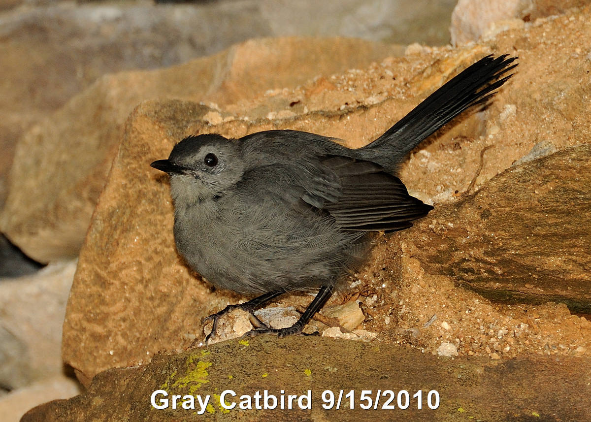Catbird, Gray DSCN_210378.JPG