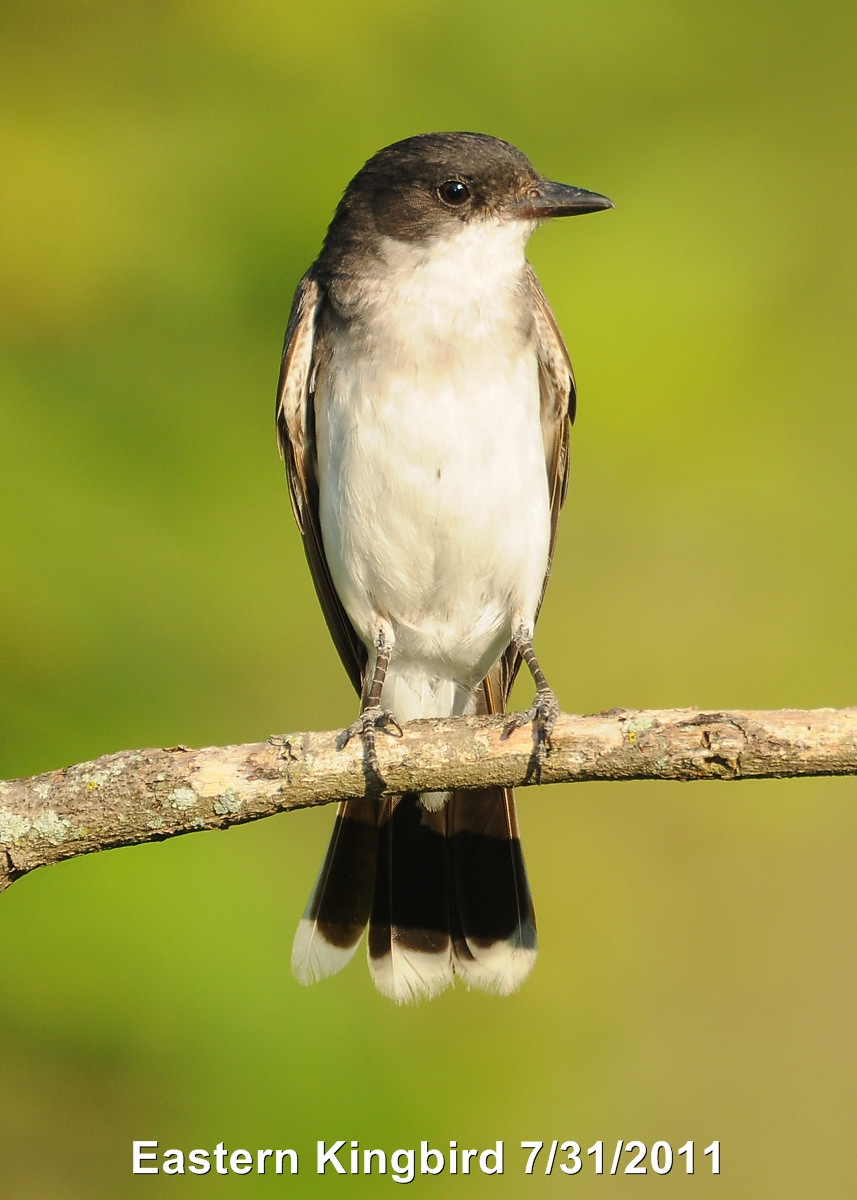 Kingbird, Eastern DSCN_241637.JPG