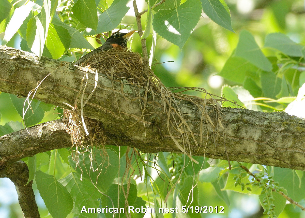Robin, American[nest]DSCN_276519.JPG