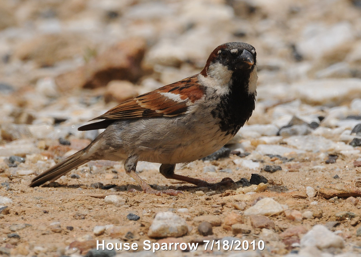 Sparrow, House DSCN_203152.JPG