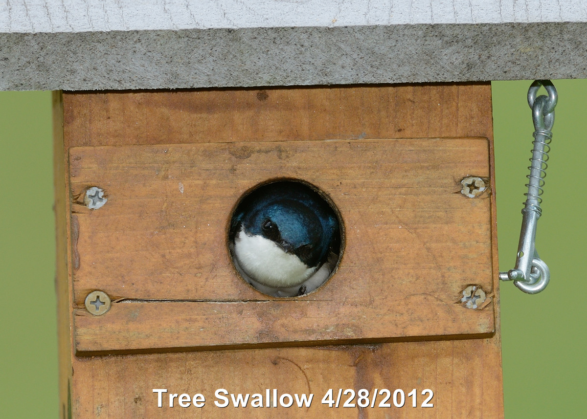 Swallow, Tree DSCN_269535.JPG
