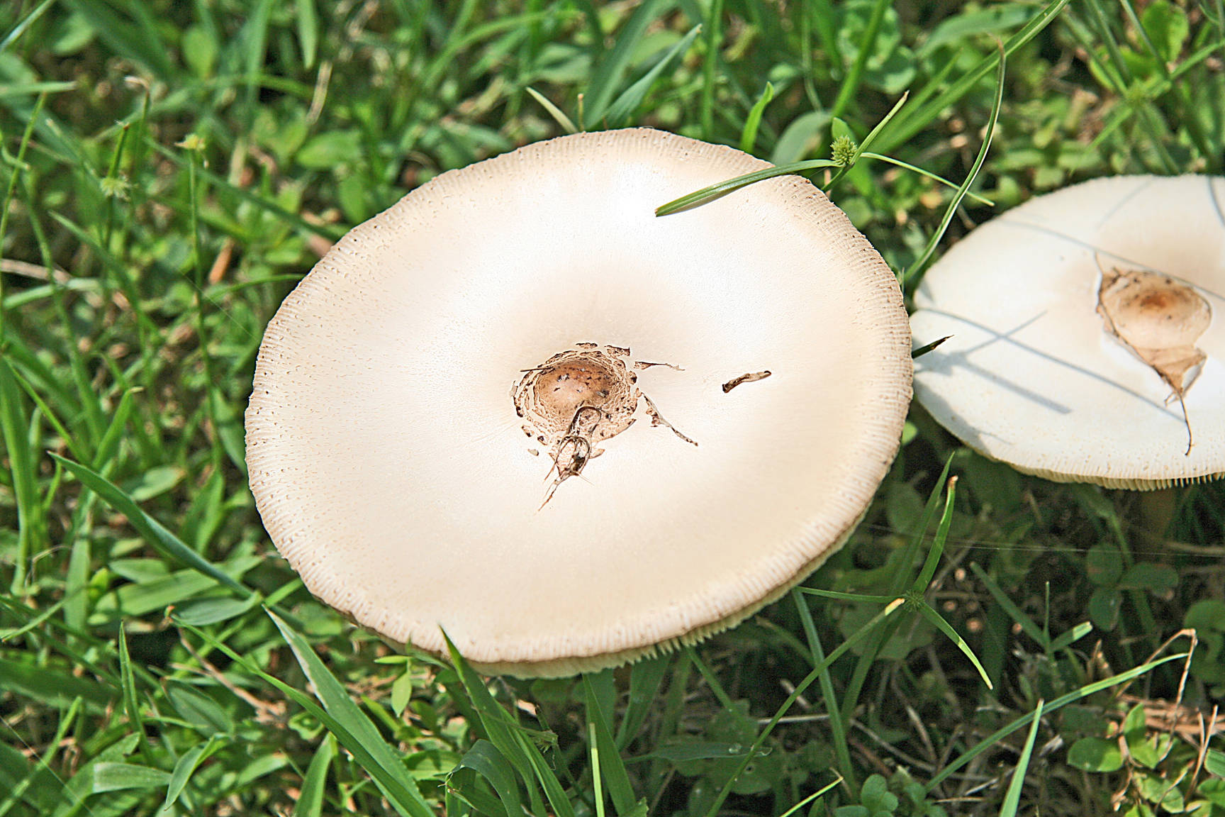 Mushroom
