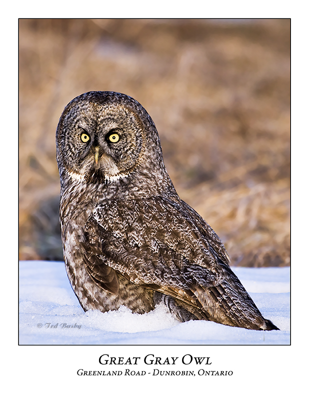 Great Gray Owl-042