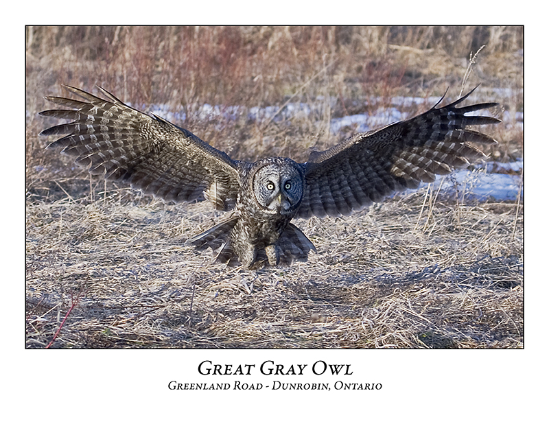 Great Gray Owl-043