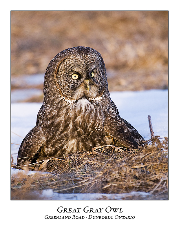 Great Gray Owl-053