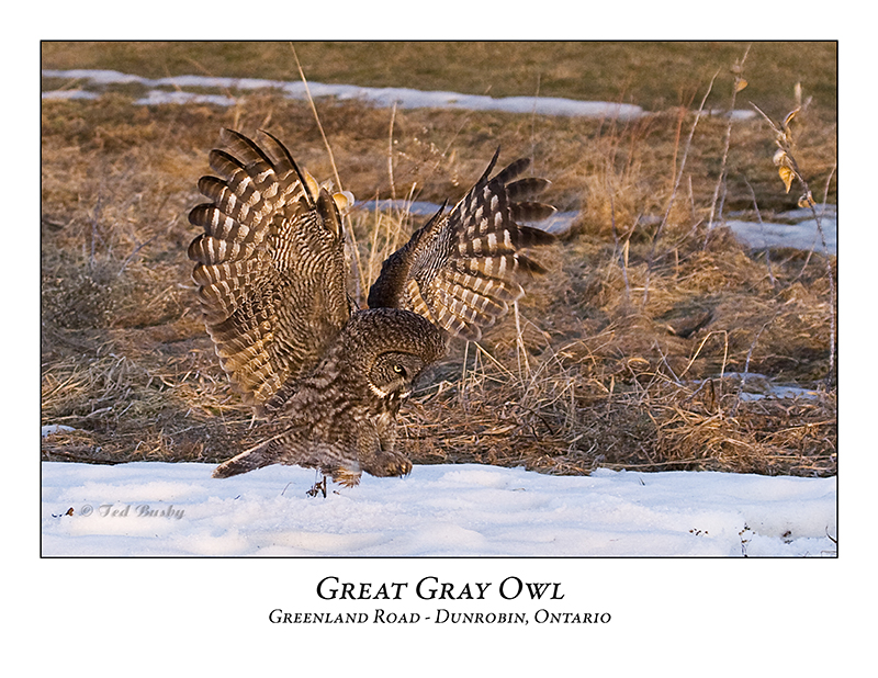 Great Gray Owl-056