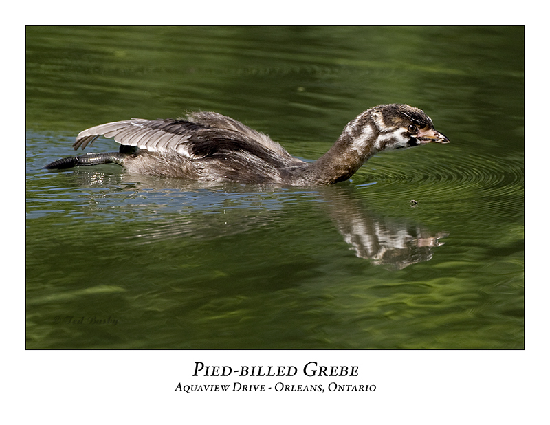 Pied-billed Grebe-007