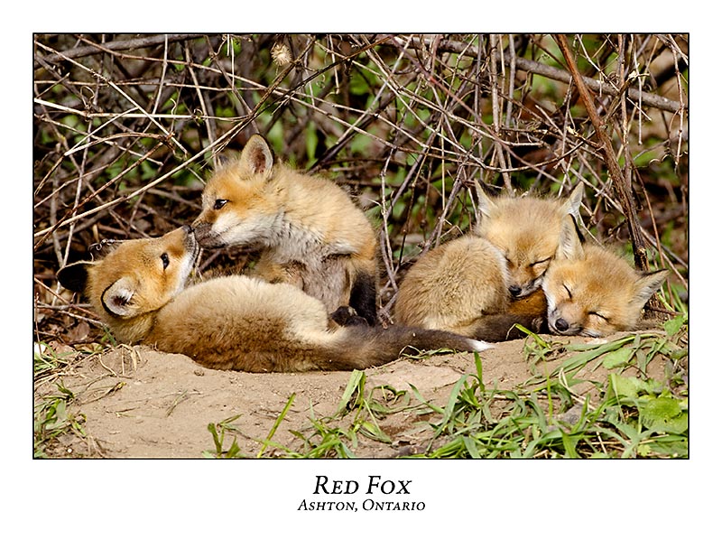 Red Fox-015