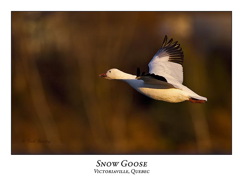 Snow Goose-006