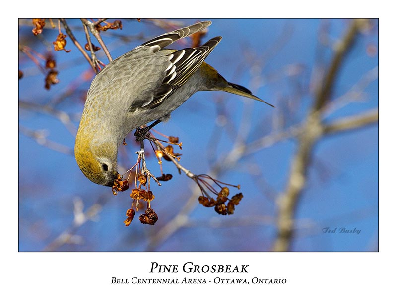 Pine Grosbeak-023