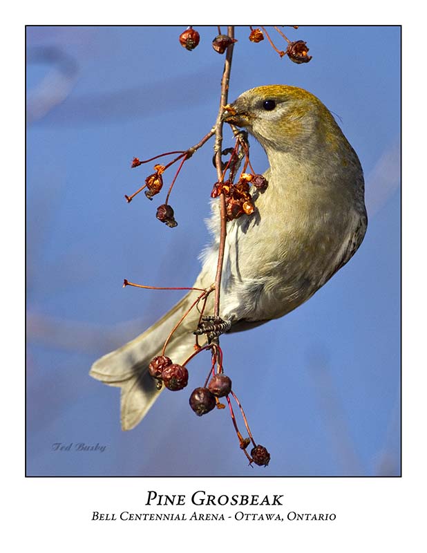 Pine Grosbeak-025