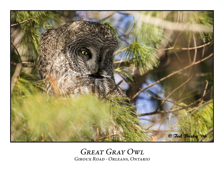Great Gray Owl-003