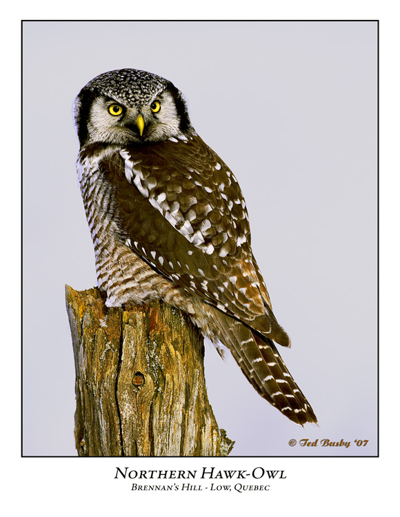 Northern Hawk-Owl-005