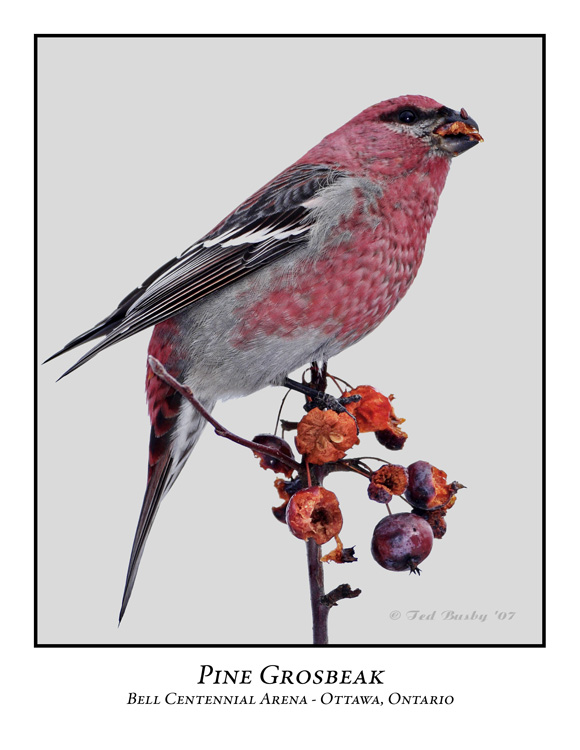 Pine Grosbeak-015